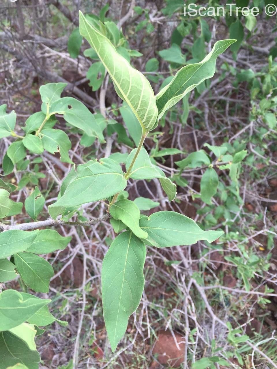 Vangueria 10