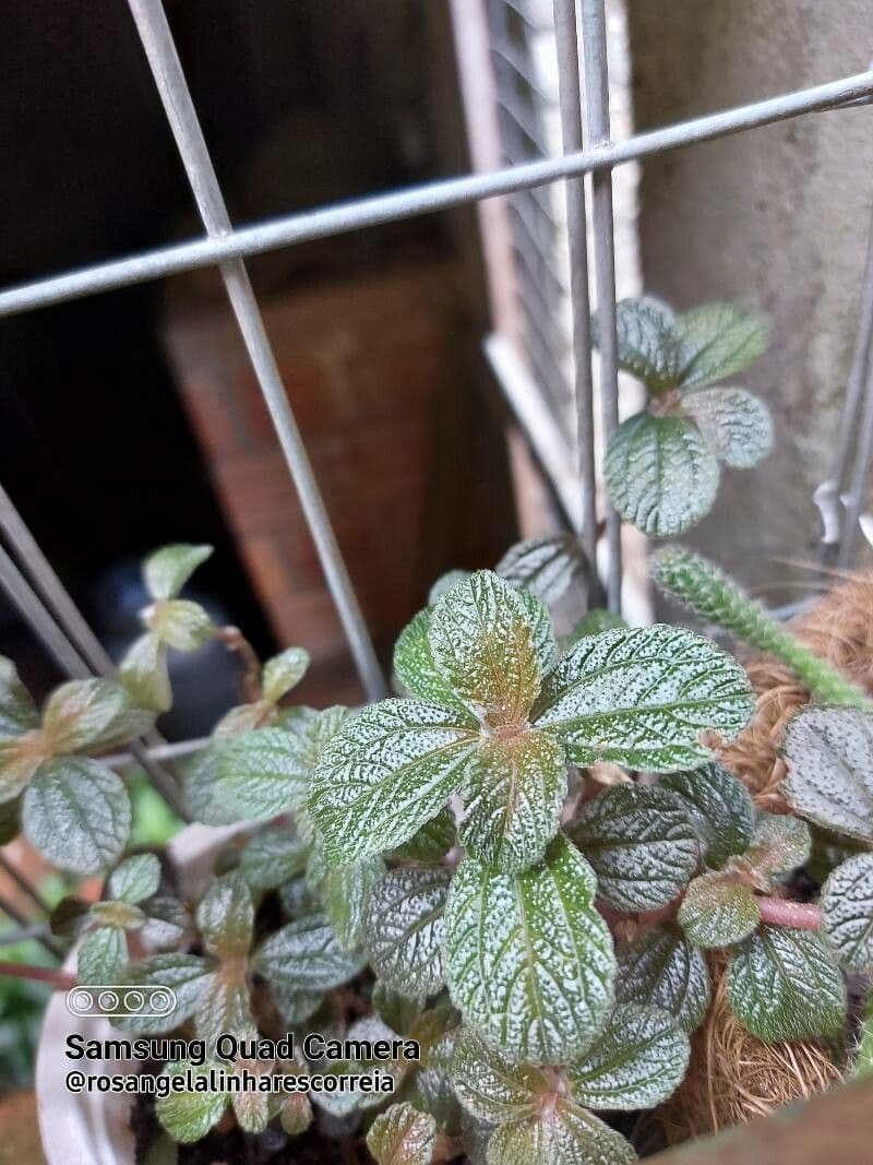 Pilea 3
