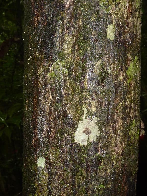 Pachira 3