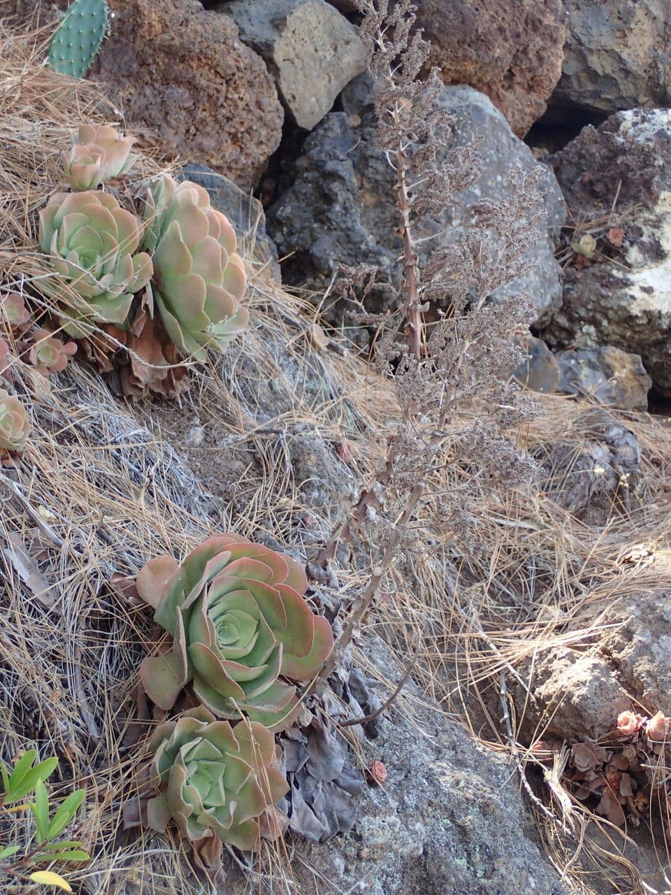  Aeonium canariense 9