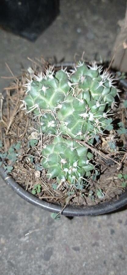 Mammillaria 8