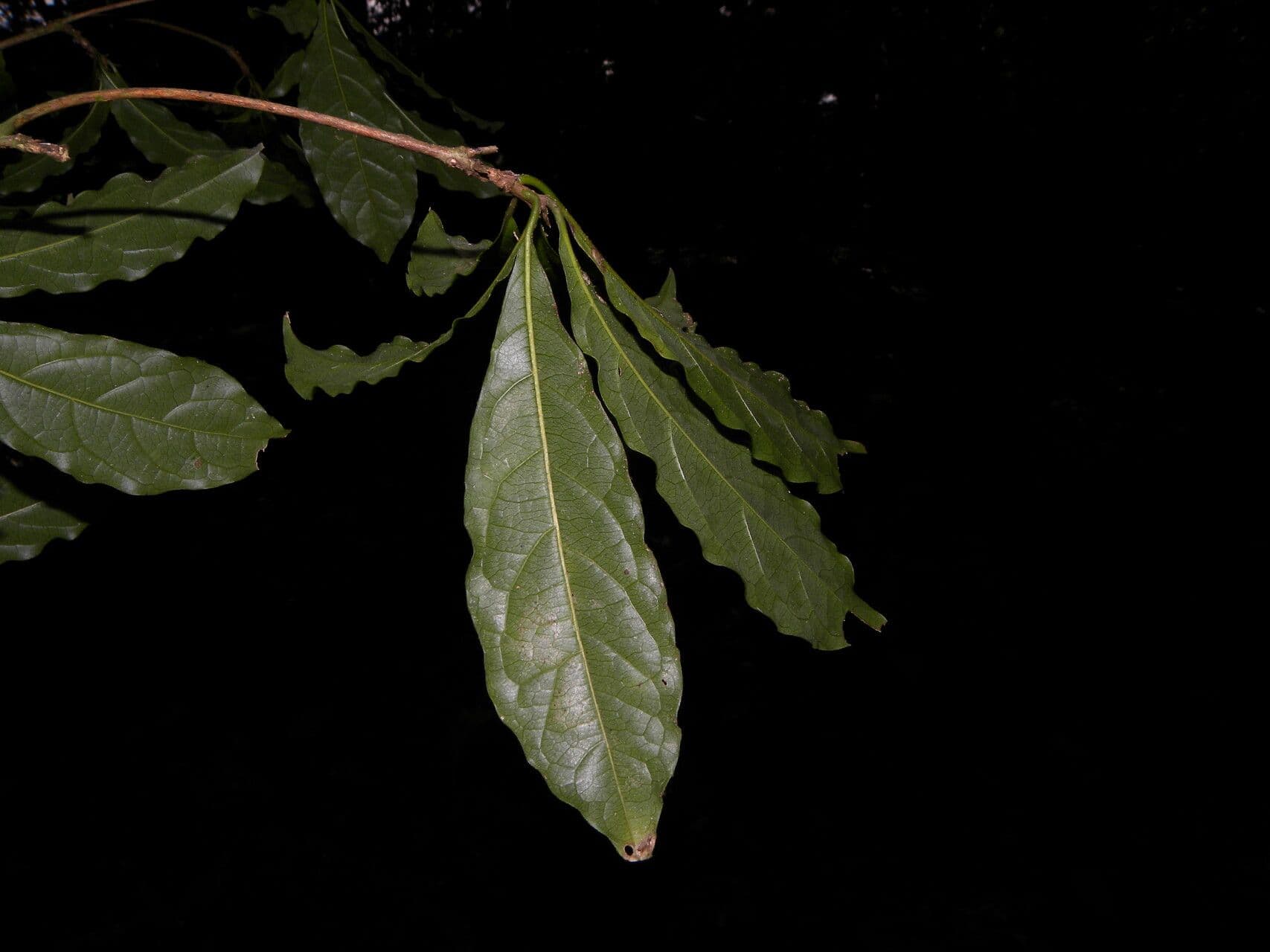 Terminalia amazonia 3