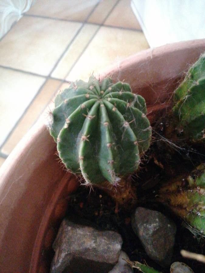 Echinocactus 5