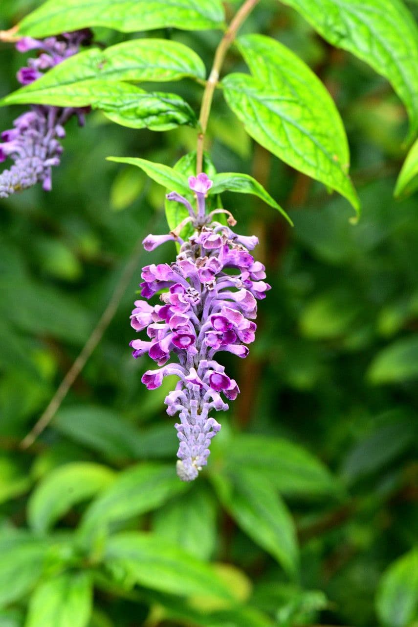 Buddleja di Lindley 5