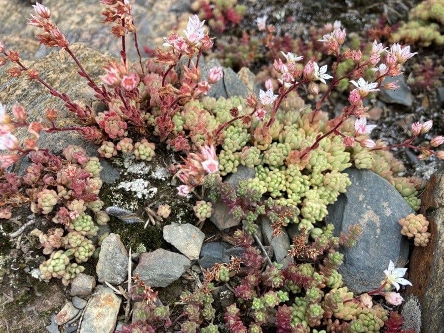 Sedum 20