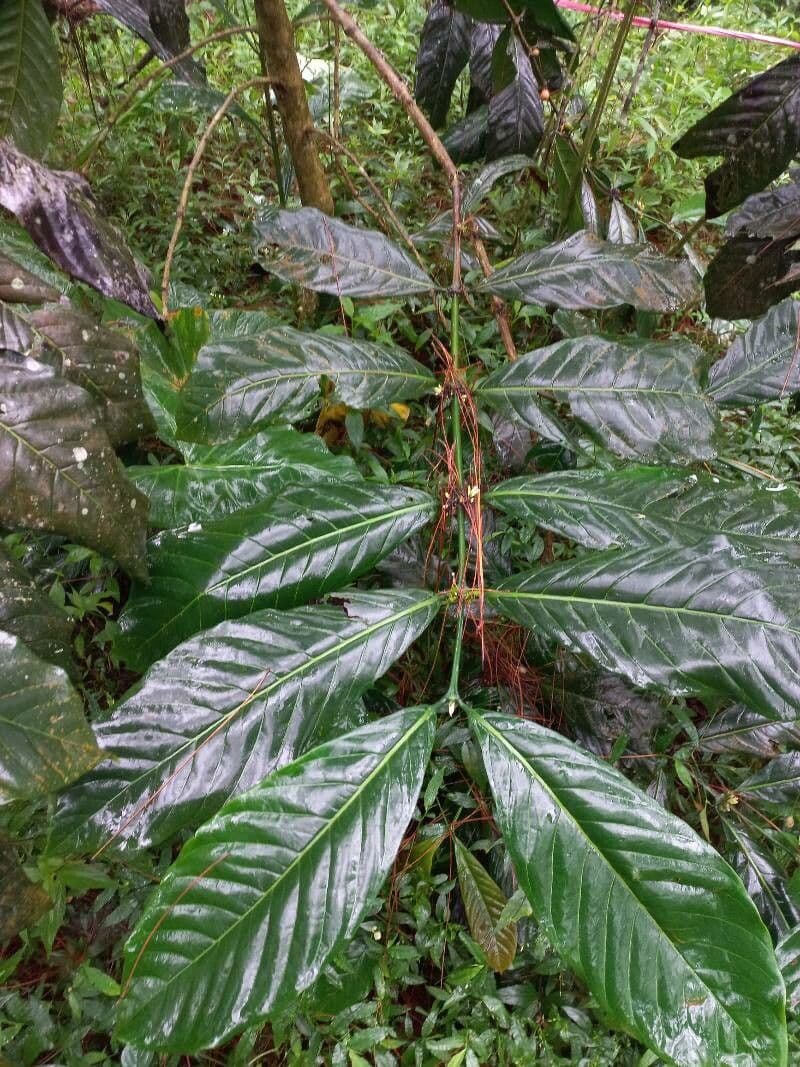 Caféier Robusta 13