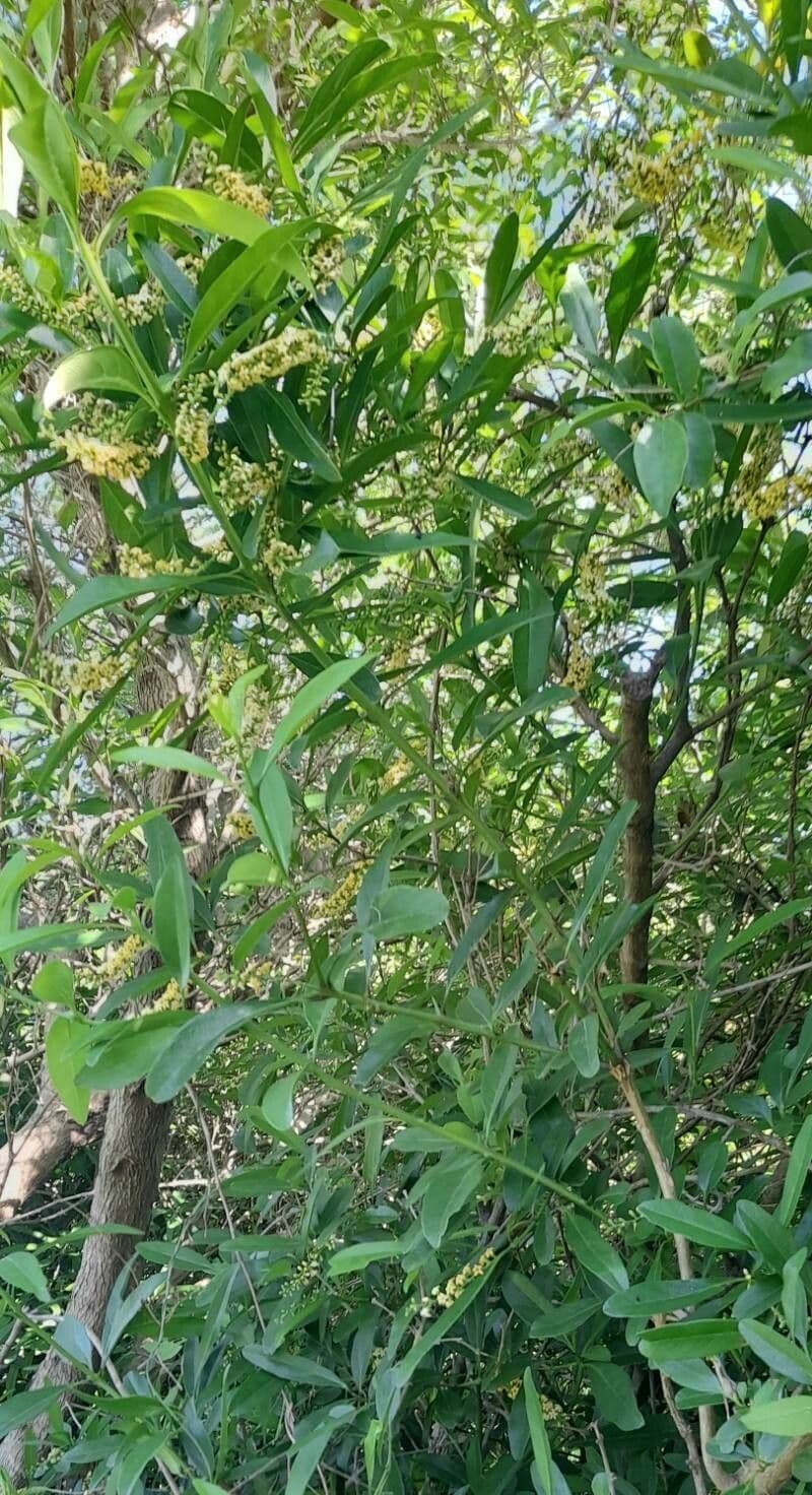 Citharexylum 11