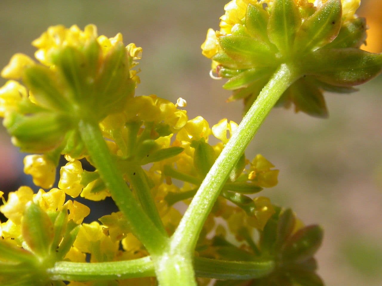 Lomatium 3