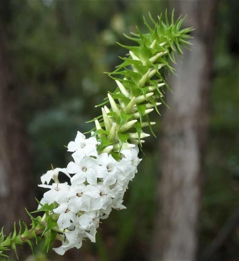 Epacris