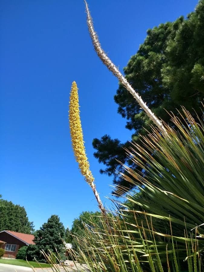 Utah-Agave 10