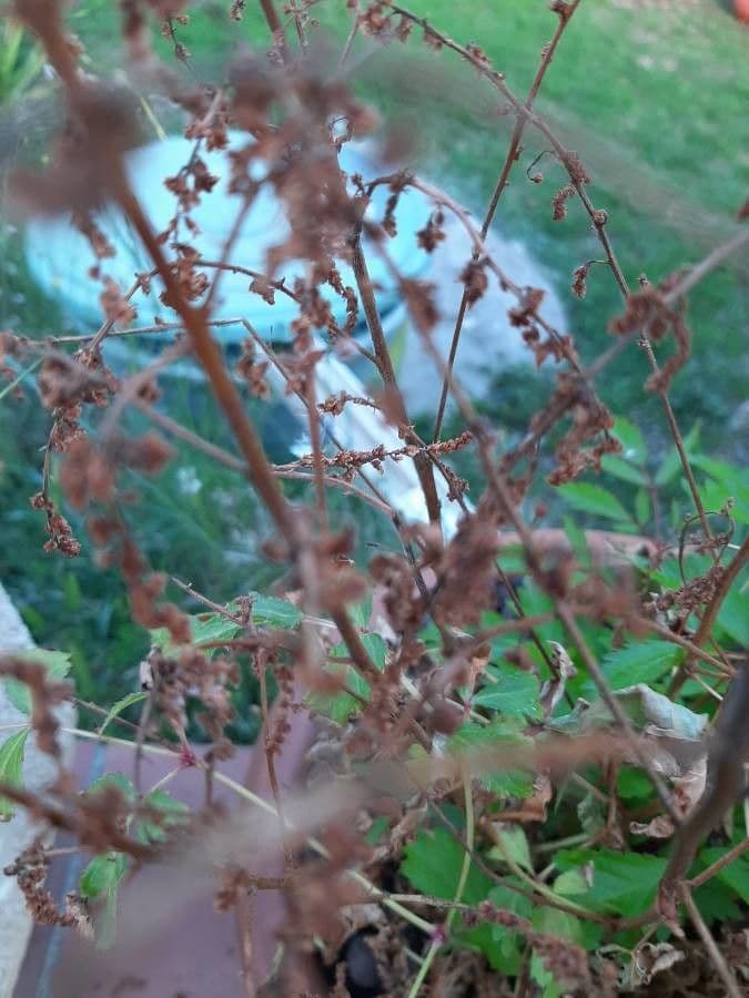 Astilbe giapponese