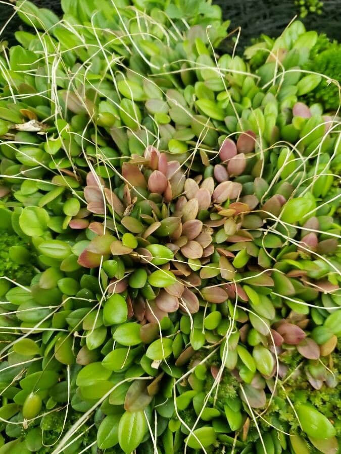 Barbosella 3