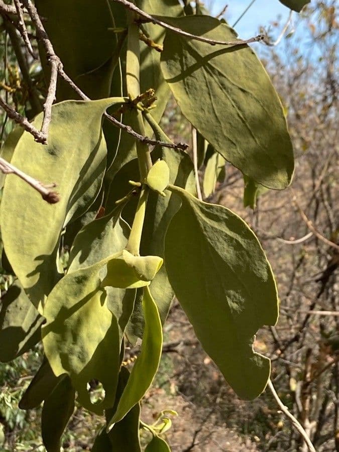 Phoradendron 2