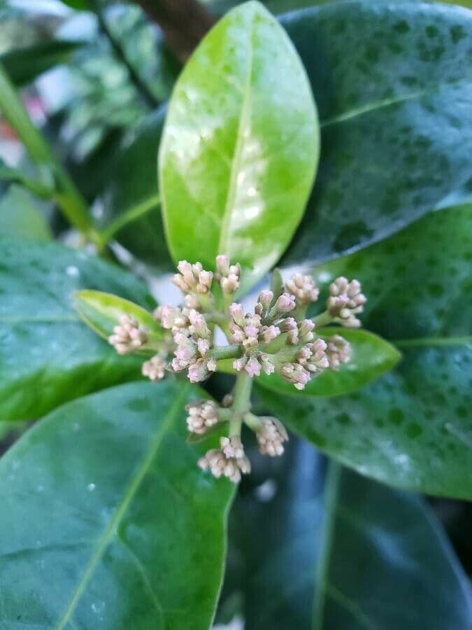 Pisonia 4