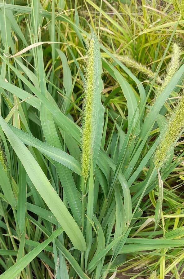 Setaria 5