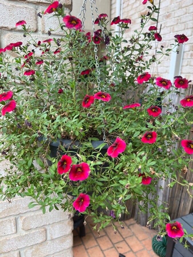 Kleinblütige Kalibrachoa 4