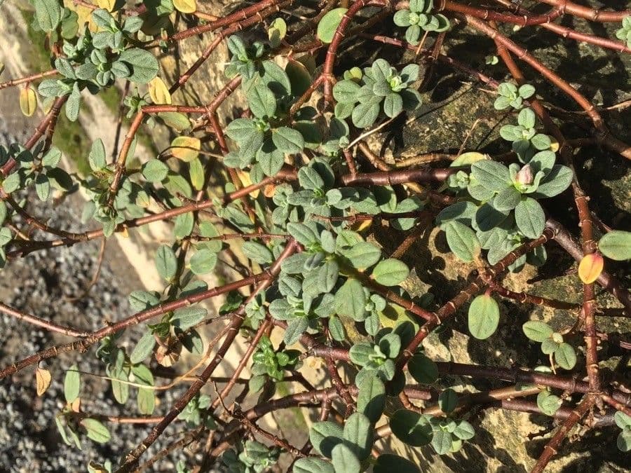 Helianthemum croceum 3
