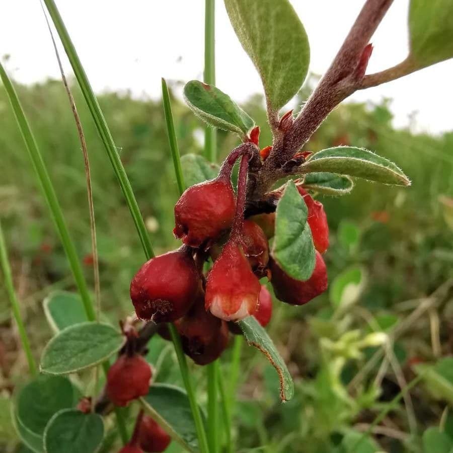Cotoneaster 3