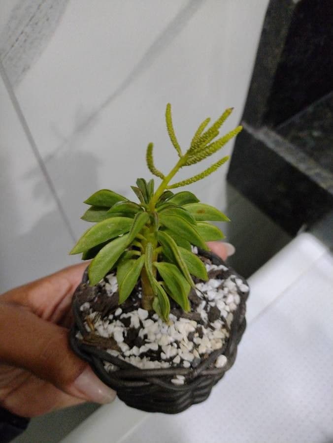 Peperomia 5