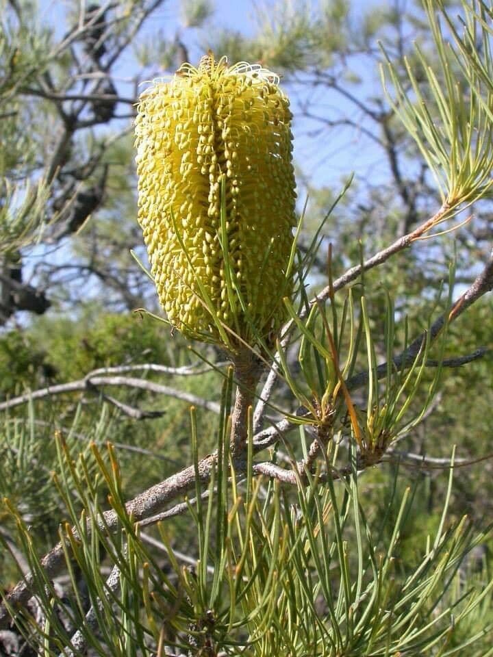 Banksia