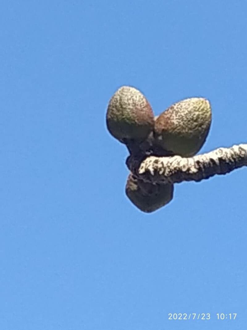 Albero del cotone 2
