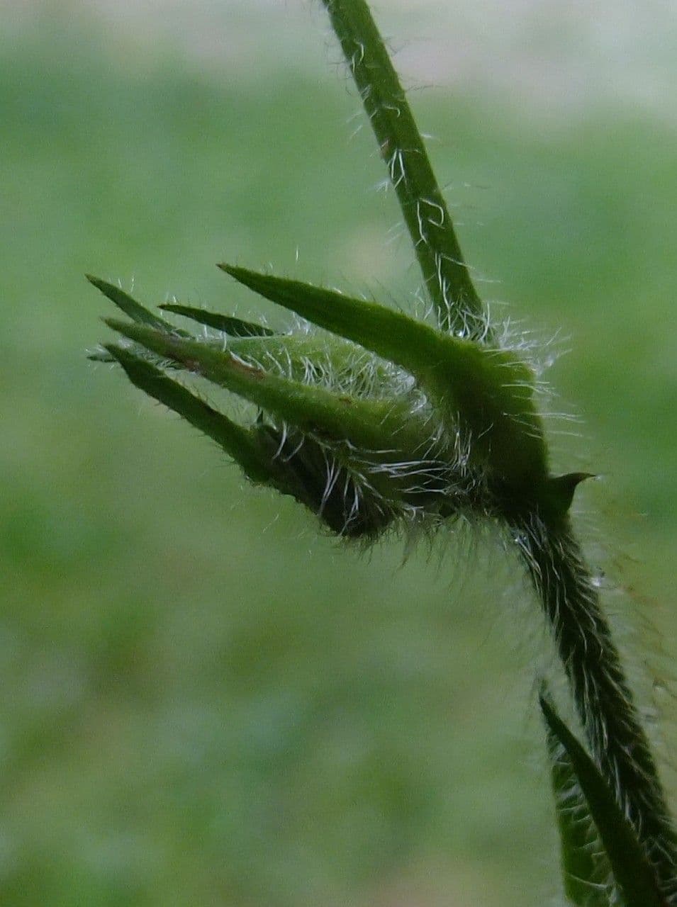 Mimosa pudica 22