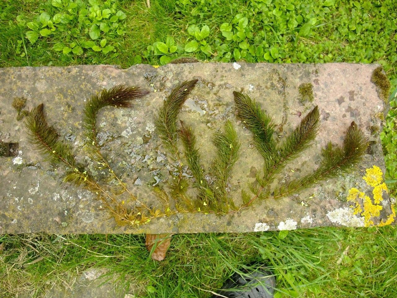 Ceratofillo comune 8