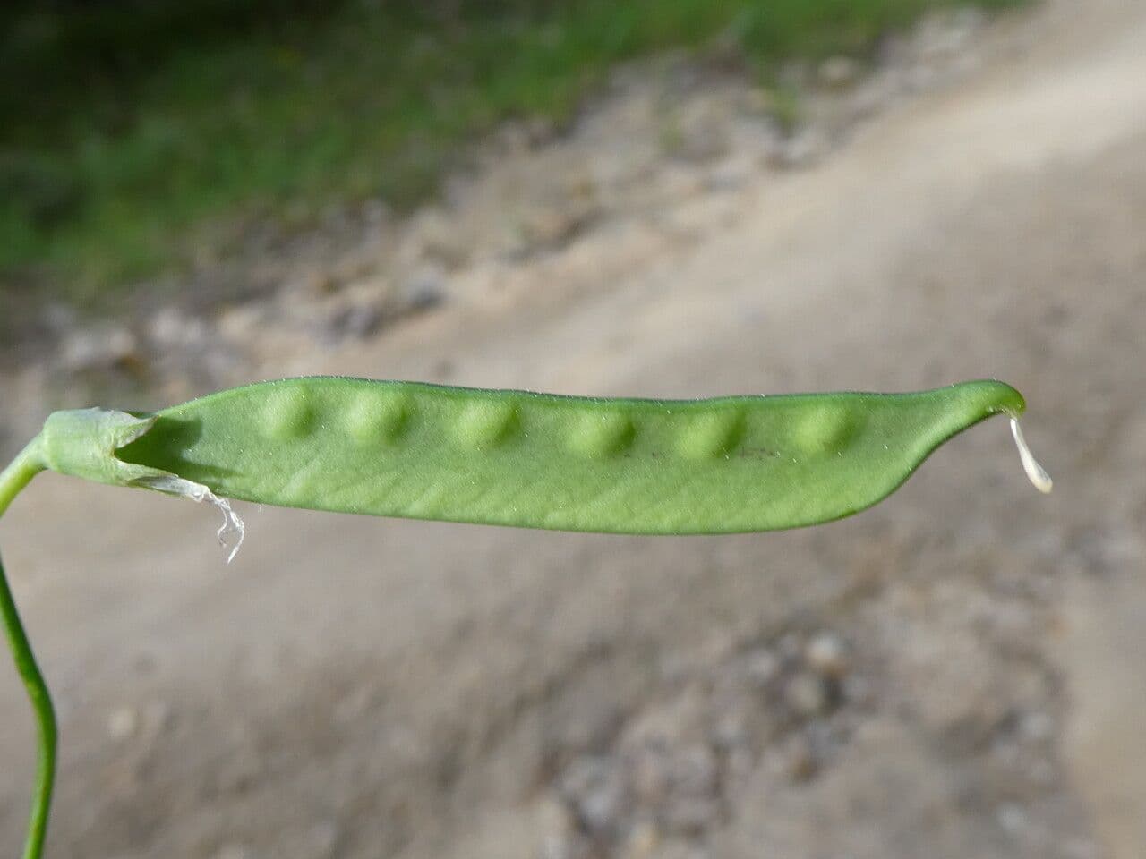 Cicerchia clymenum 5