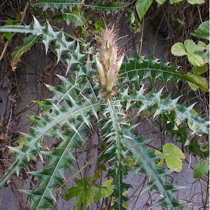 Acanthus 7