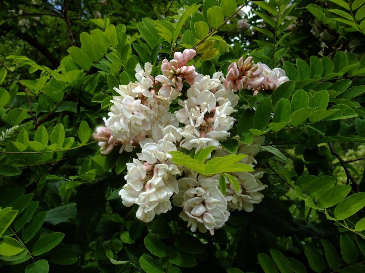 Robinia viscosa 6