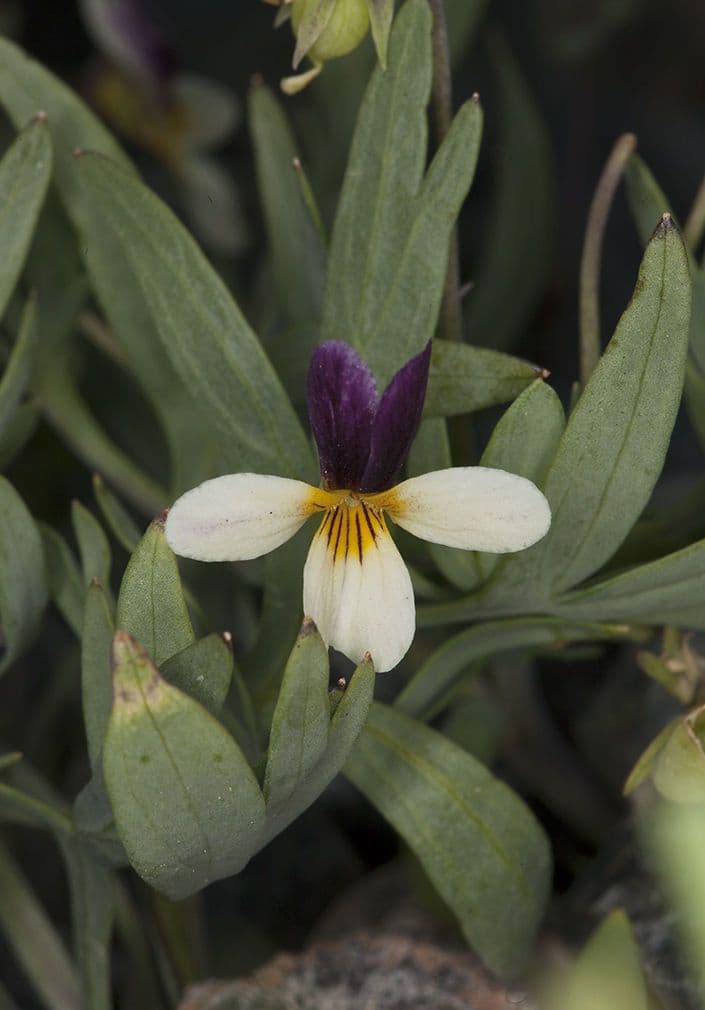 Viola 2