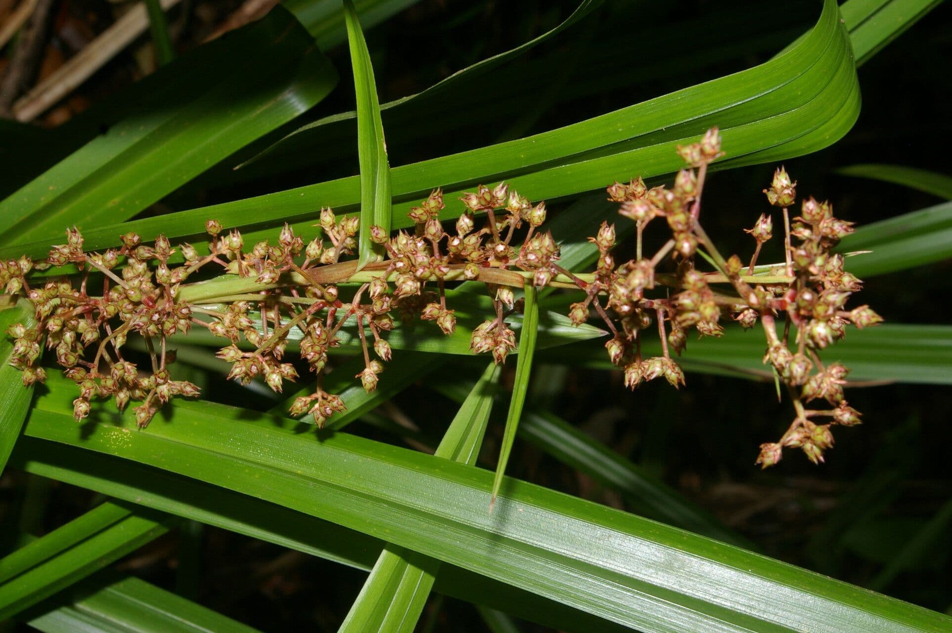 Becquerelia cymosa 8