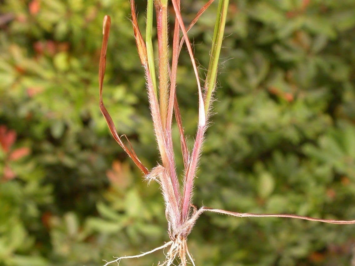 Digitaria