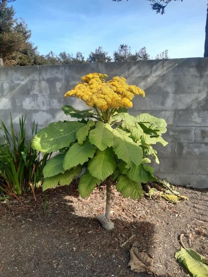 Senecione