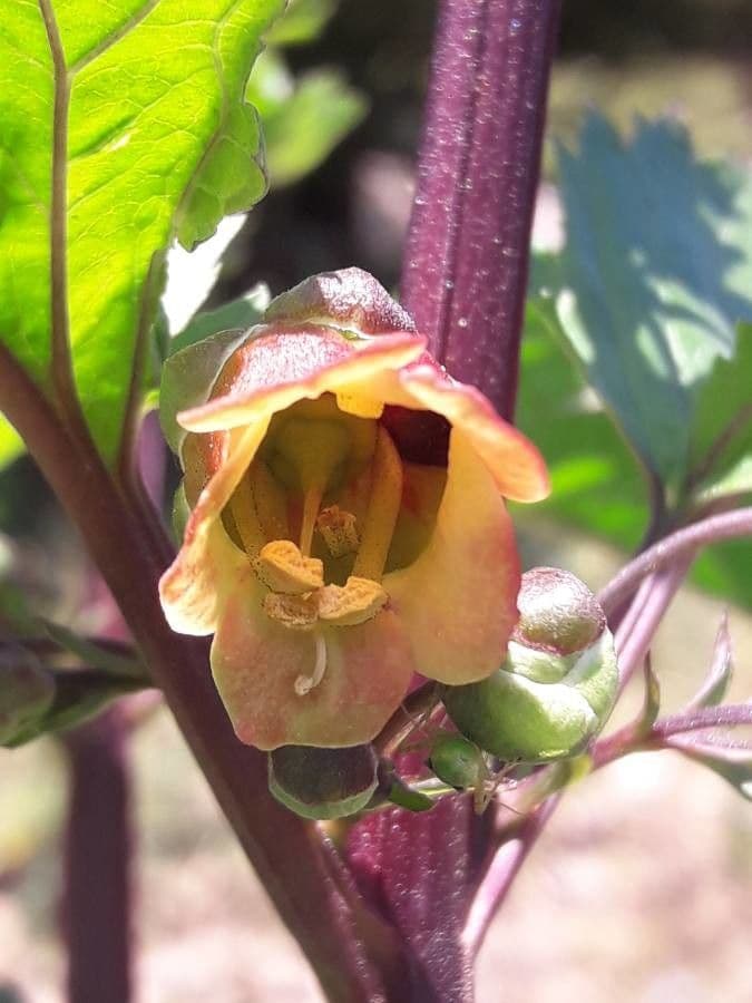 Scrophularia 5