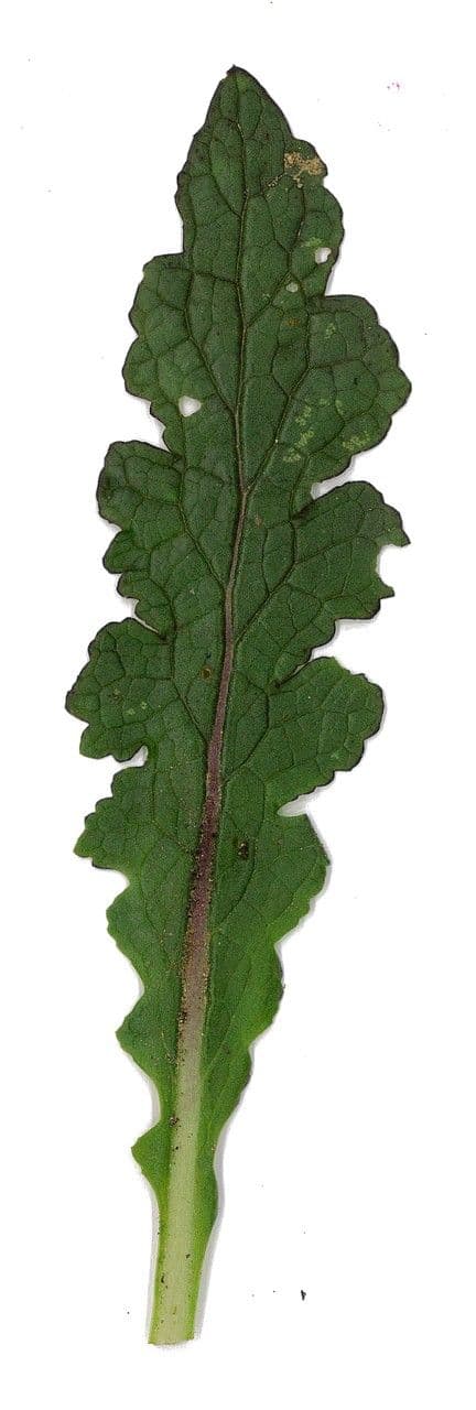 Verbasco blattaria 26