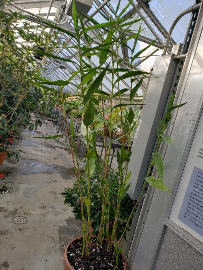 Sobralia 6