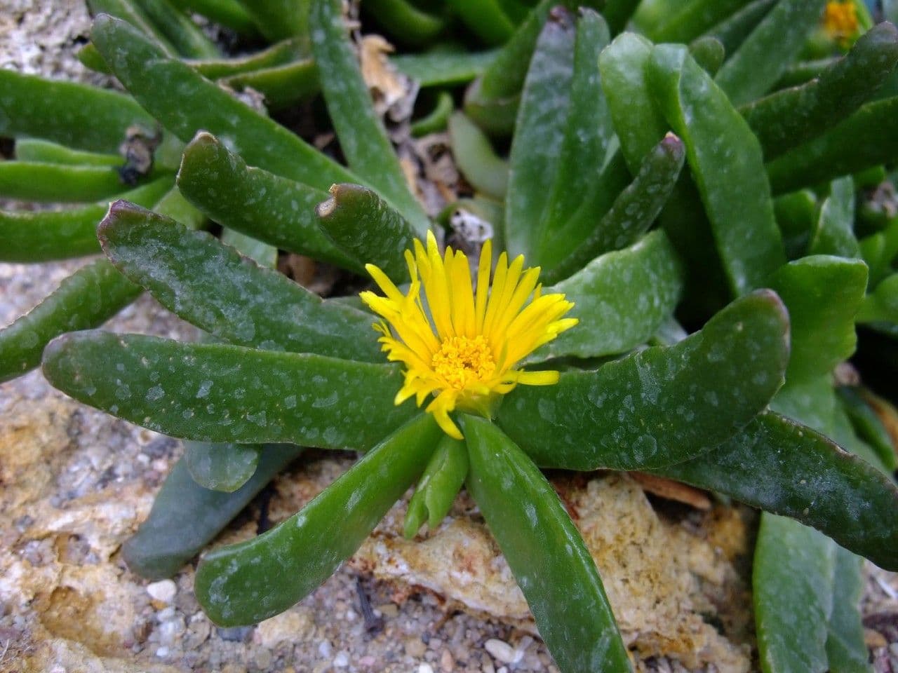 Glottiphyllum 5