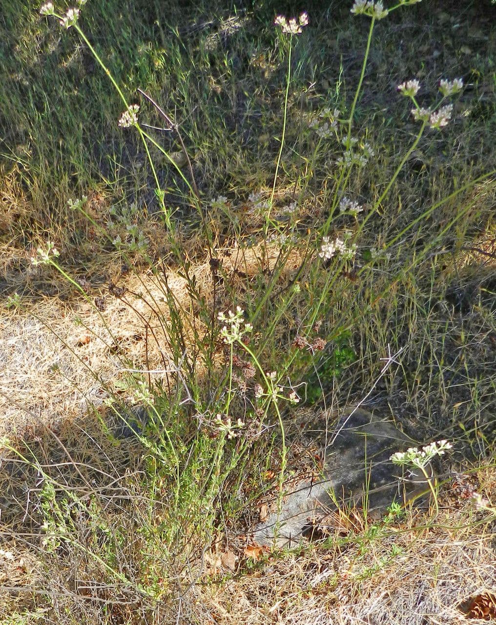 Pseudognaphalium ramosissimum 8