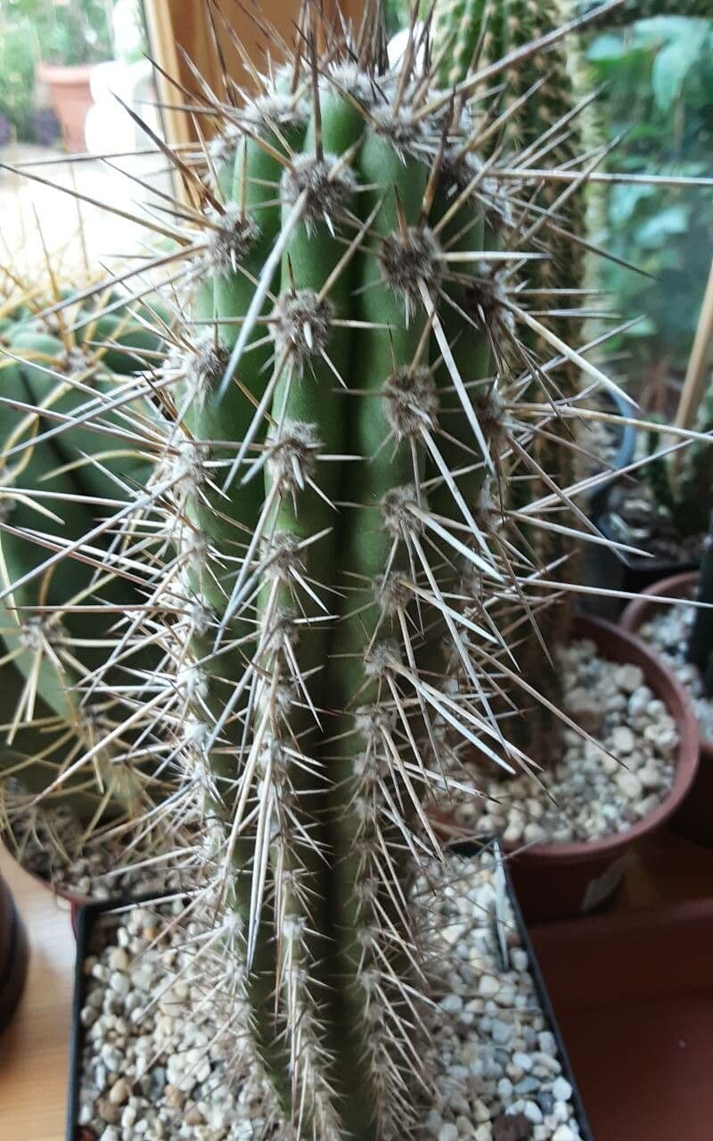 Copiapoa d'Iquique