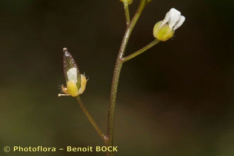 Draba 19
