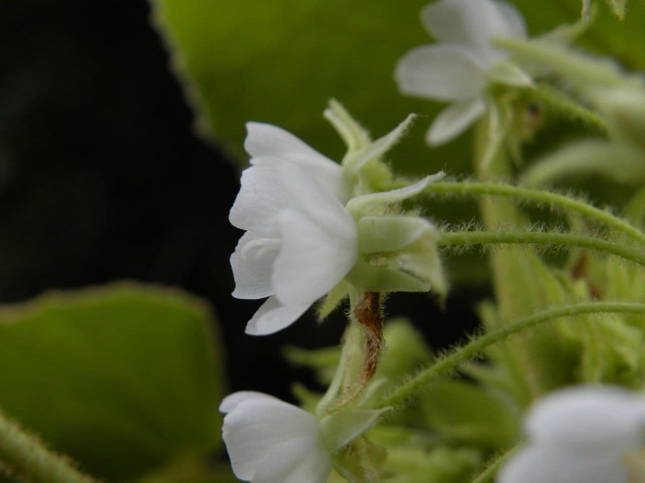 Dombeya 3