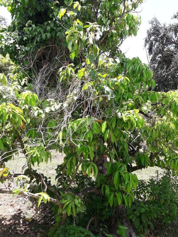 Syzygium malaccense 13