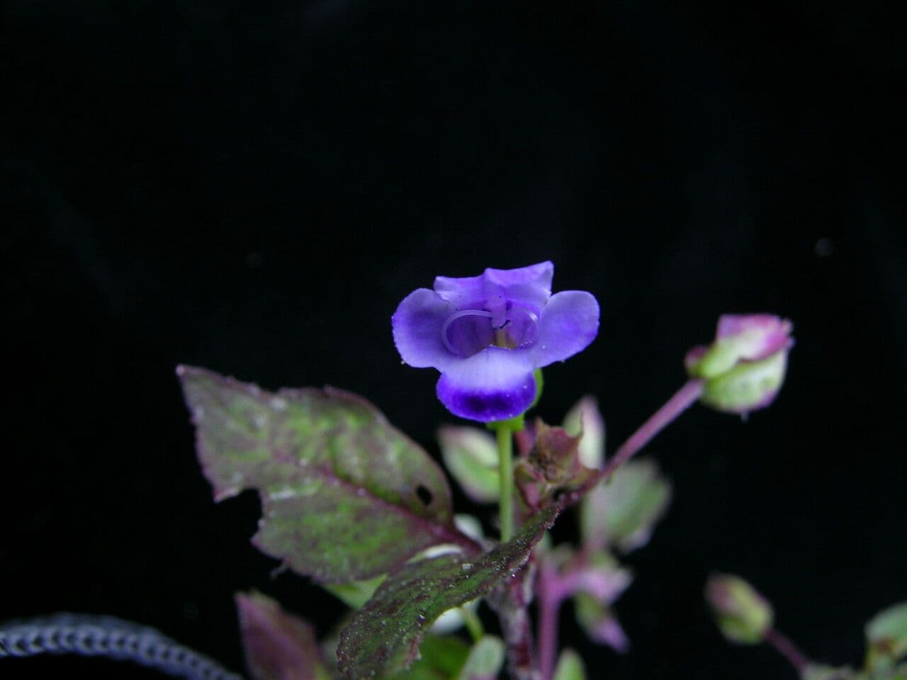 Torenia violacea 3
