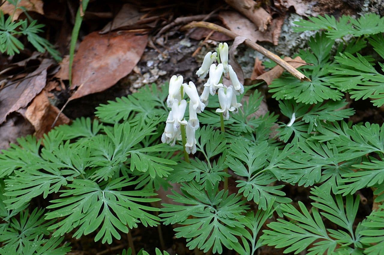 Dicentra canadese 6