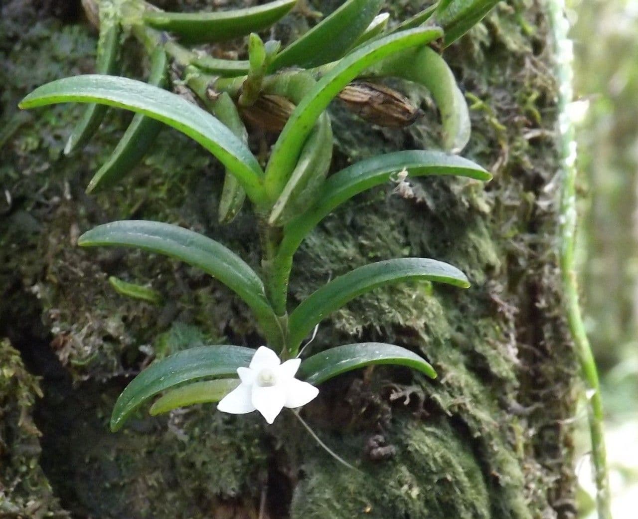 Angraecum 9