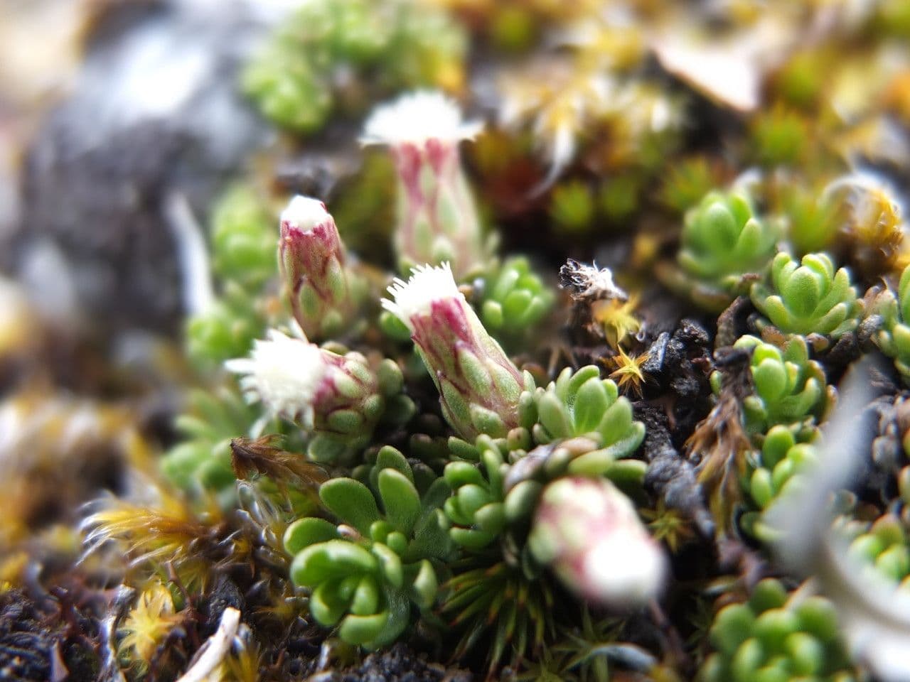 Baccharis 5