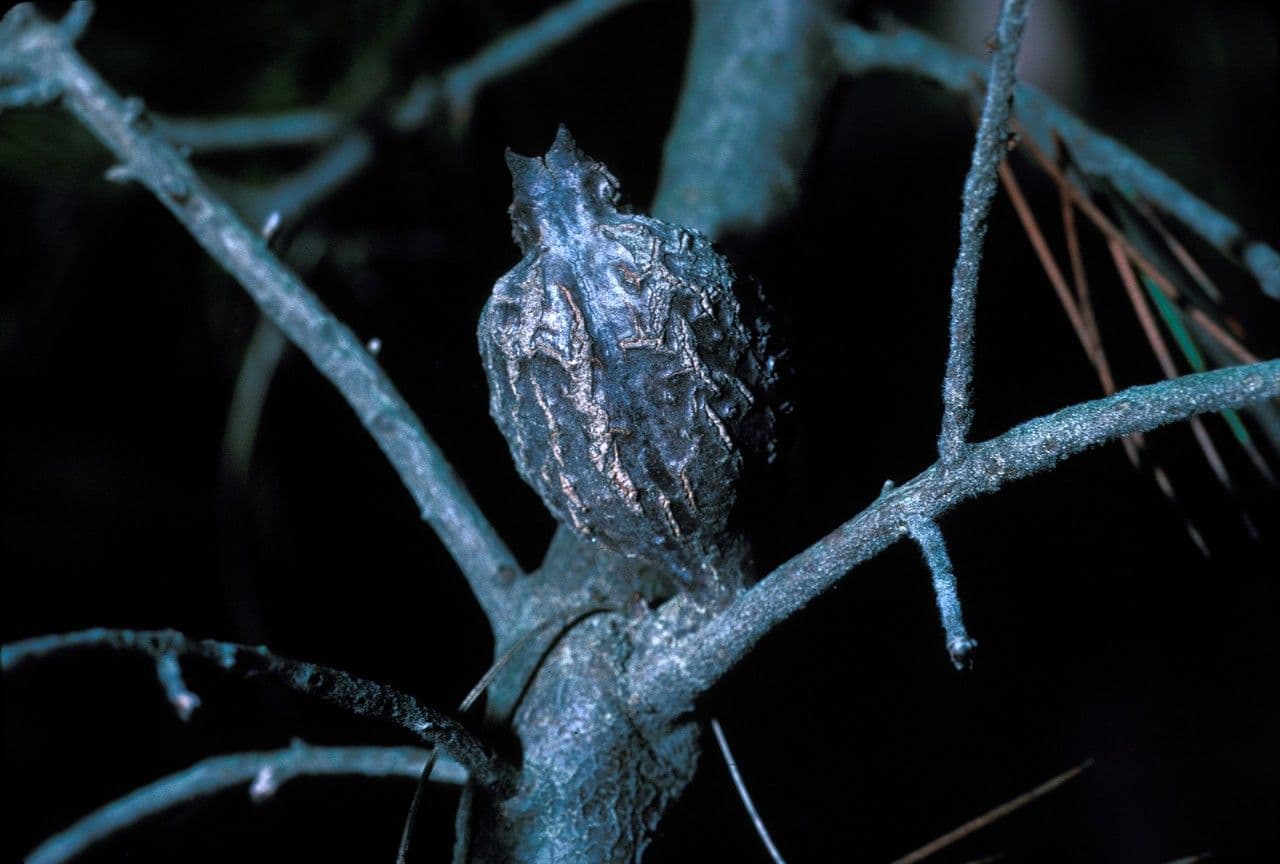 Hakea gibbosa