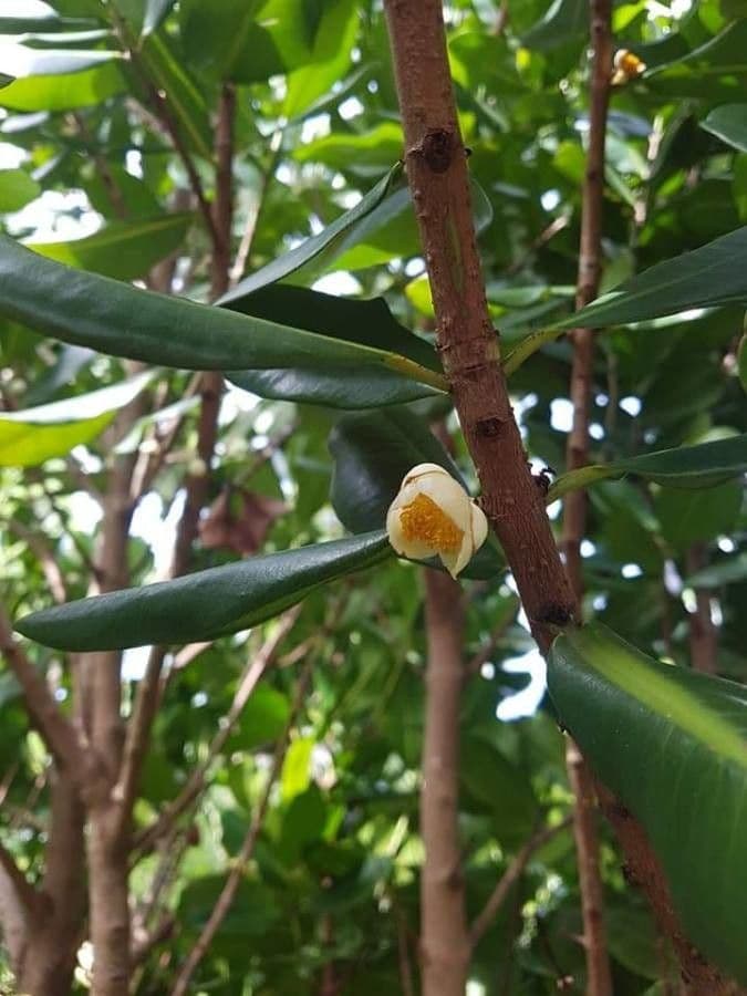 Mamey 6