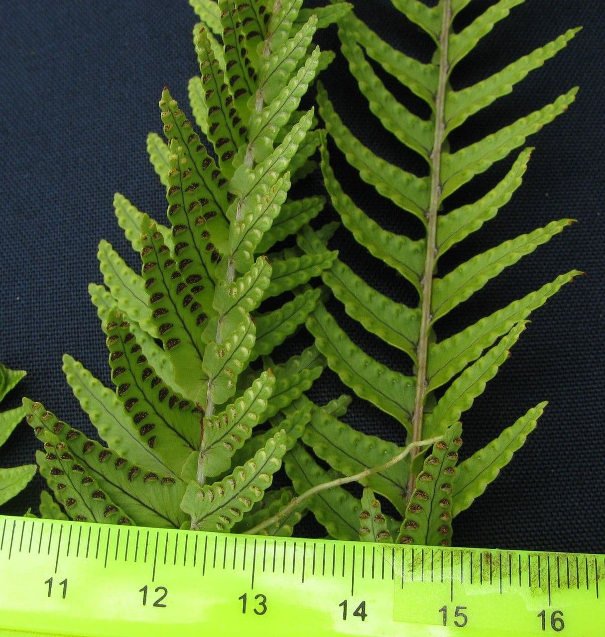 Nephrolepis ondulata 5